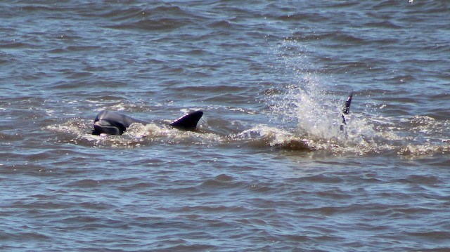 Dolphins in Gulf nearby