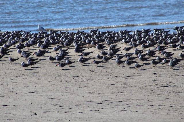 Terns at Low Tide