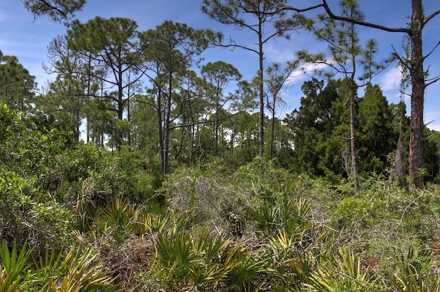Pines and Palmettos on Lot 36