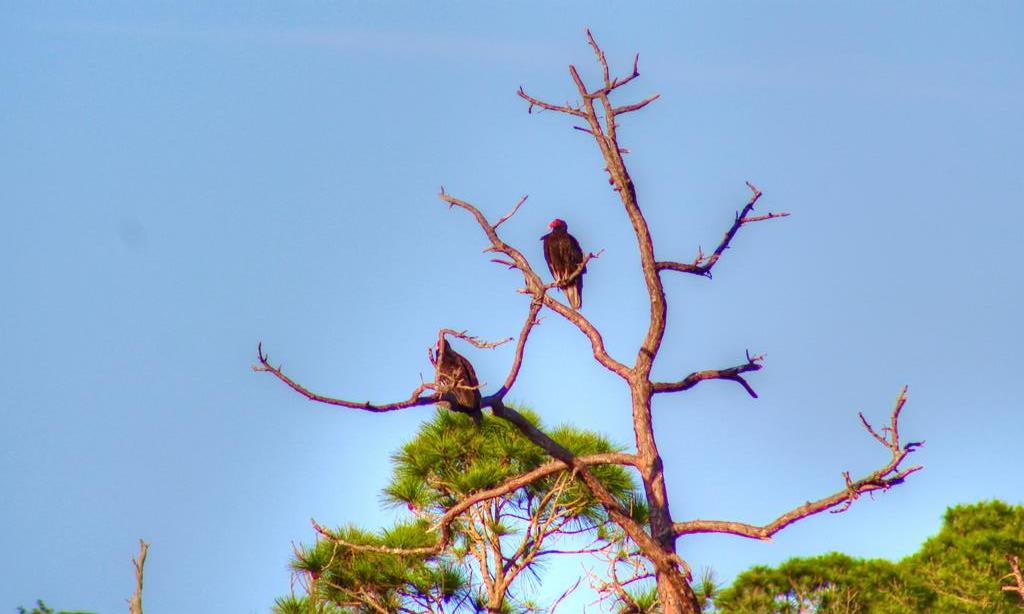 Buzzards on Lookout (Owner's Photo)