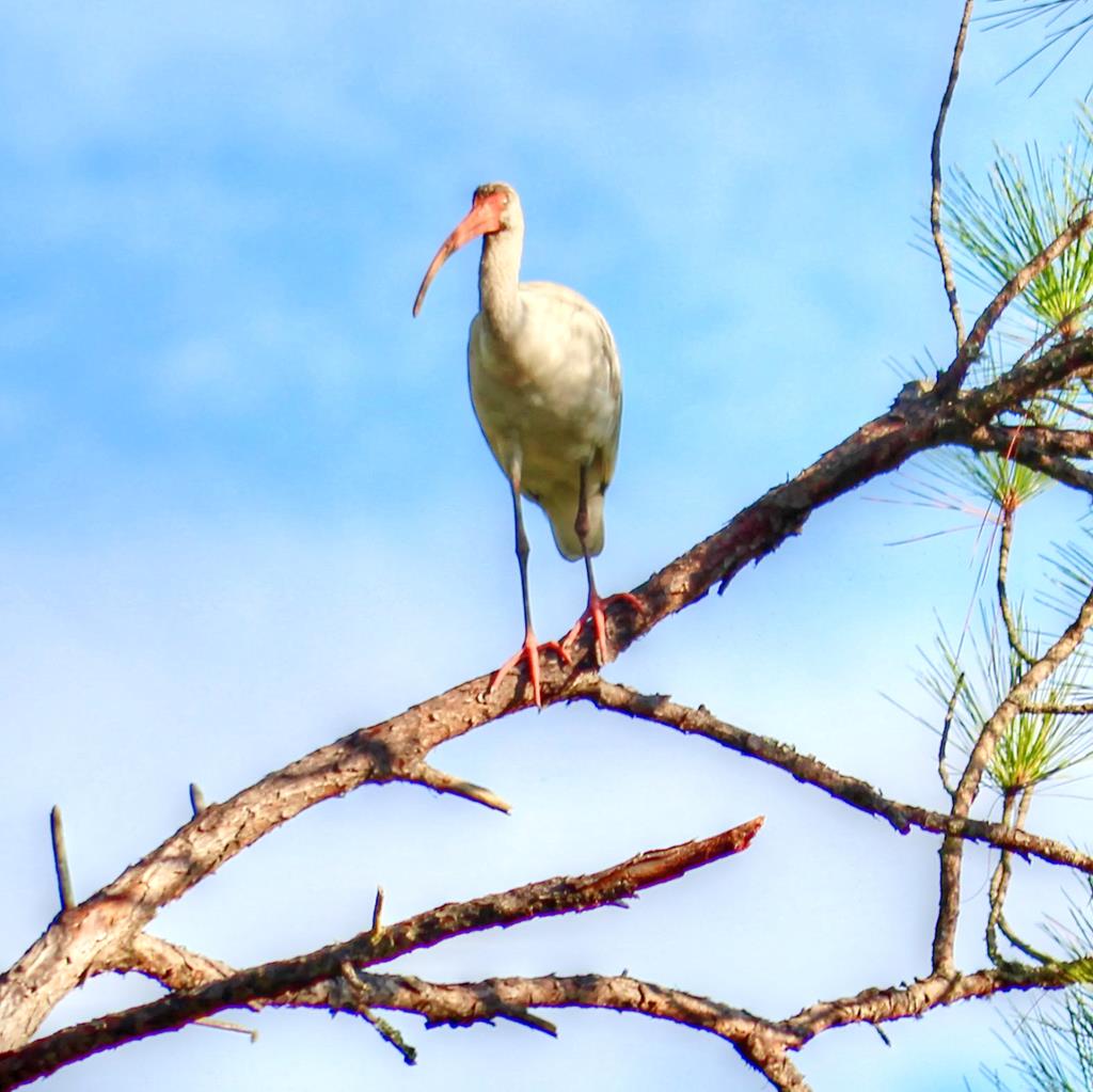 Ibis in a Pine Tree (Owner's Collection)